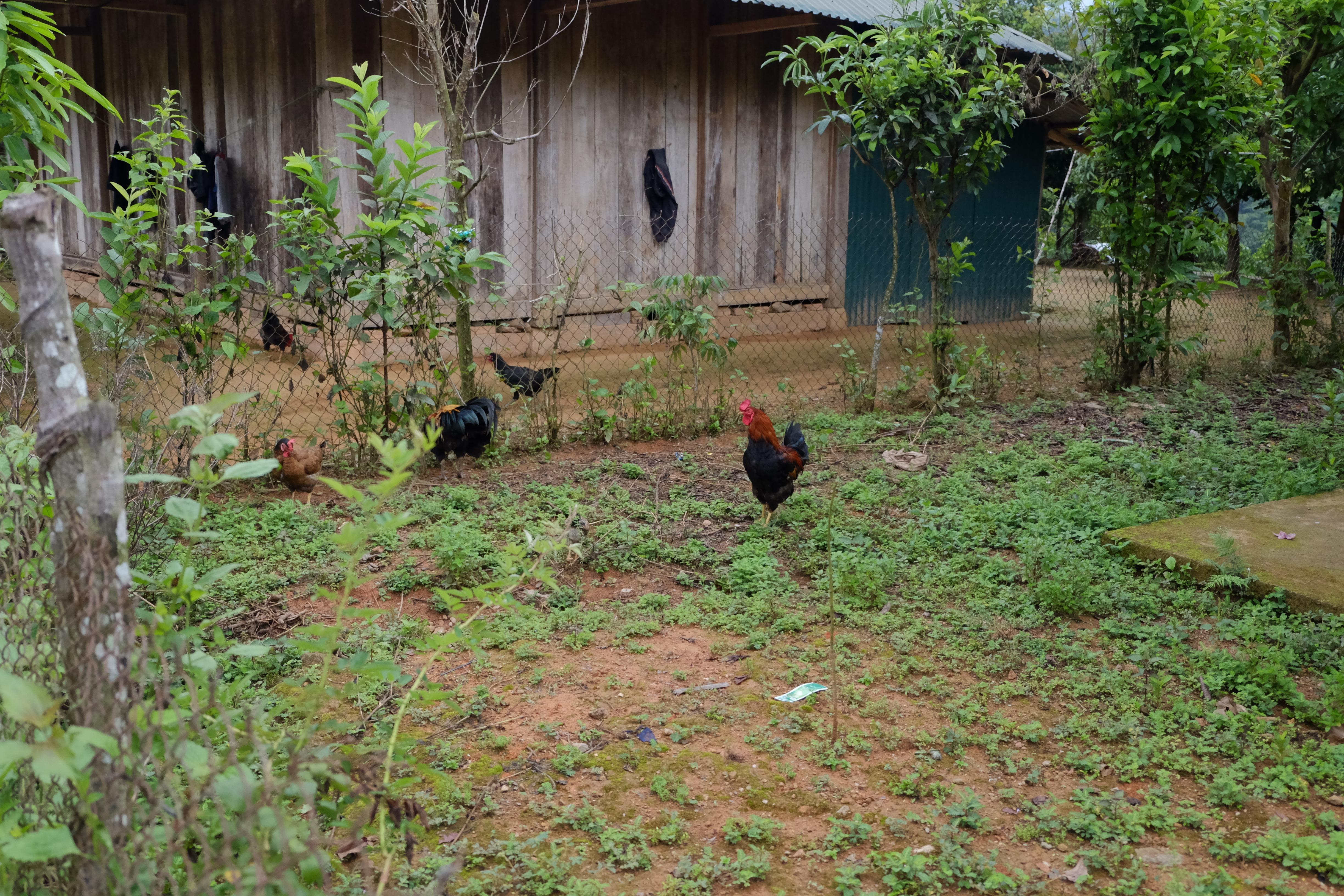 Chăn nuôi gia cầm