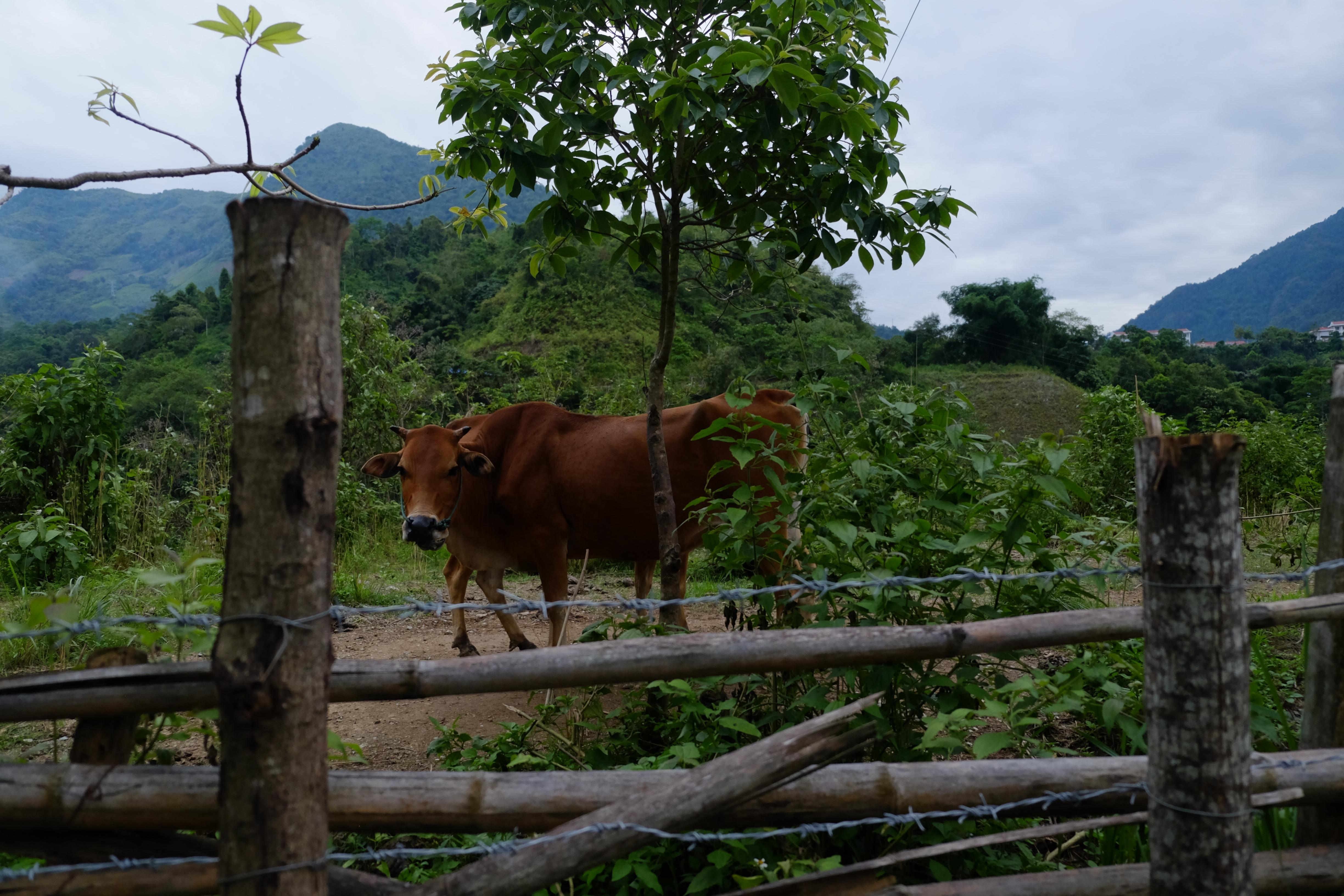 Chăn nuôi gia súc