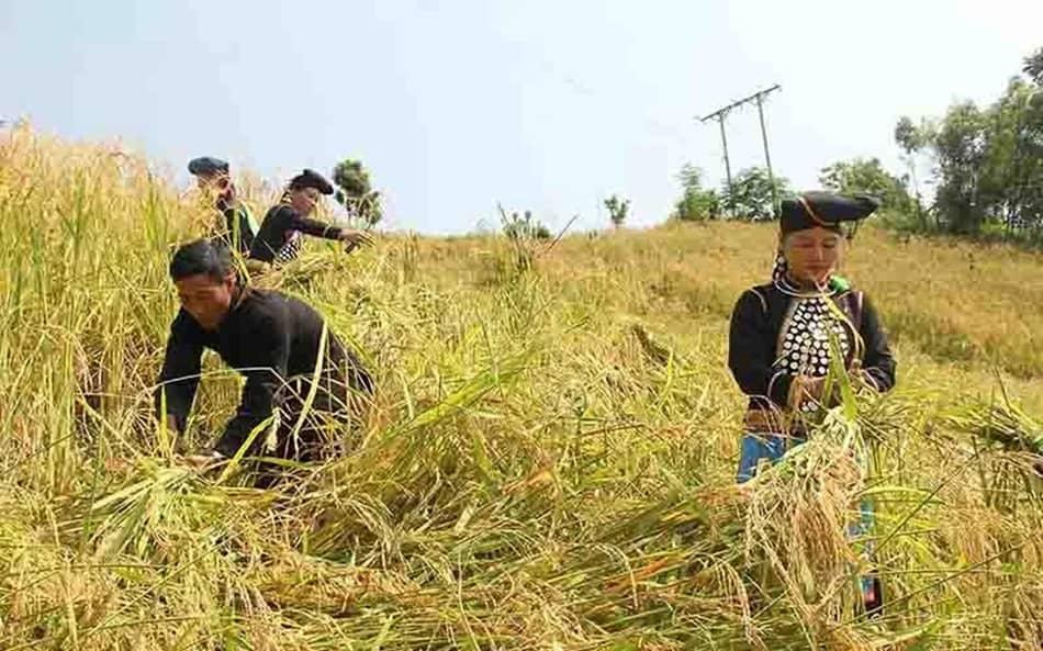 Nghi lễ mừng cúng lúa mới của dân tộc Si La Nghi lễ mừng cúng lúa mới của dân tộc Si La